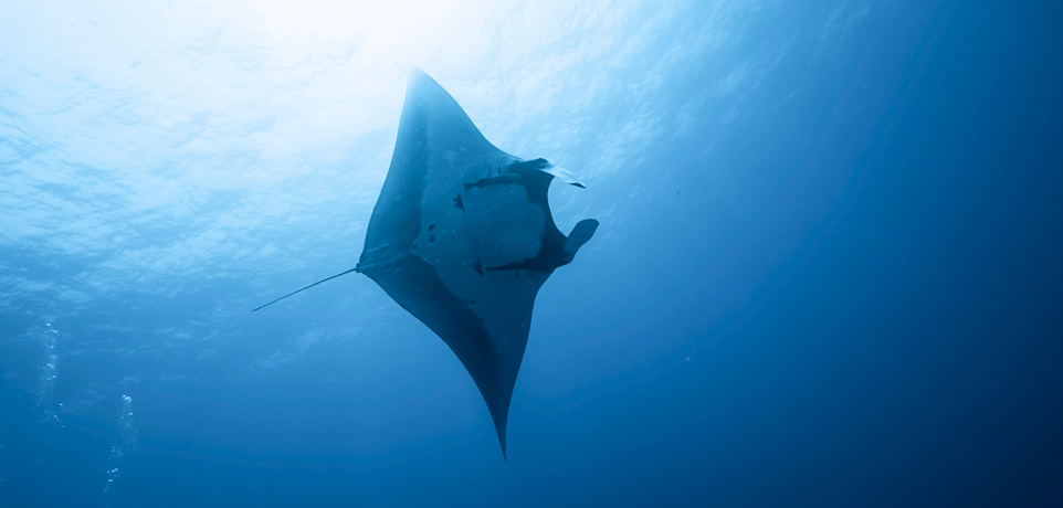 Fuvahmulah Scuba Club