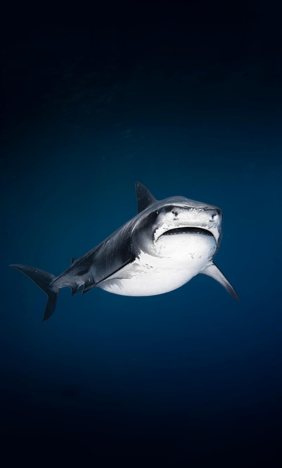 Fuvahmulah Scuba Club is evolving into Cozy Scuba Club