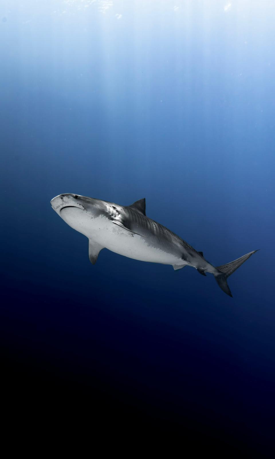 Fuvahmulah Scuba Club is evolving into Cozy Scuba Club