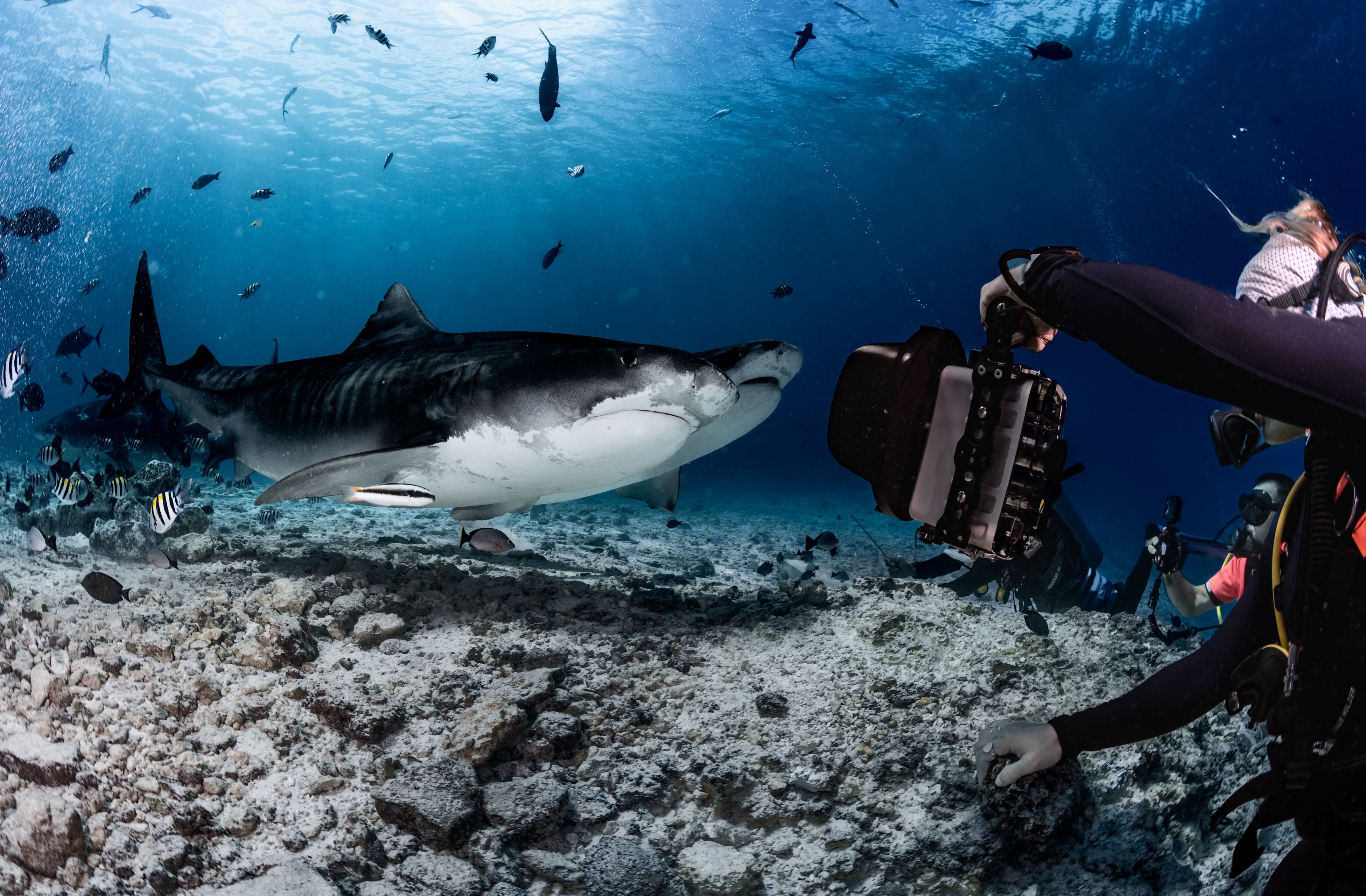 Maldives Diving, Hotels & Marine Adventures