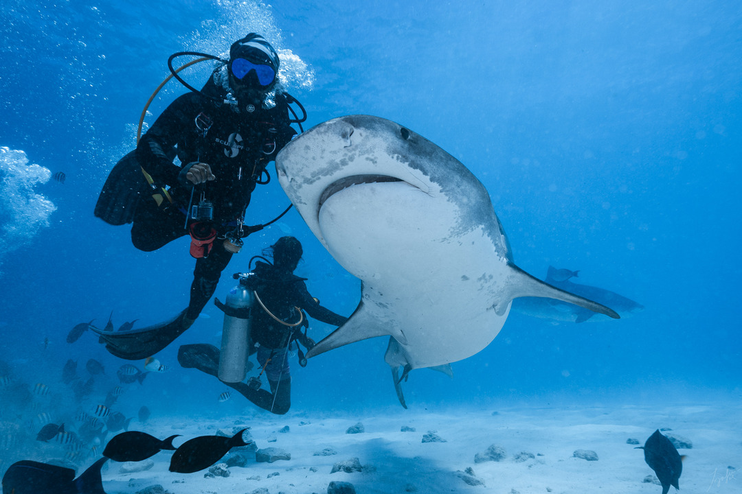 Fuvahmulah Scuba Club