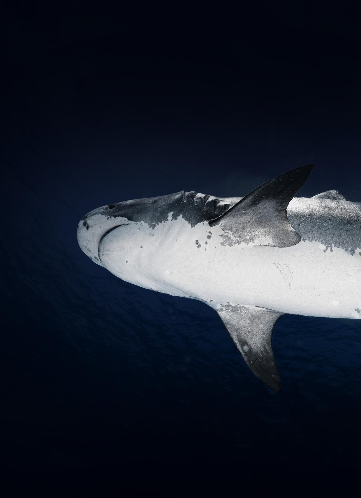 Fuvahmulah Scuba Club is evolving into Cozy Scuba Club