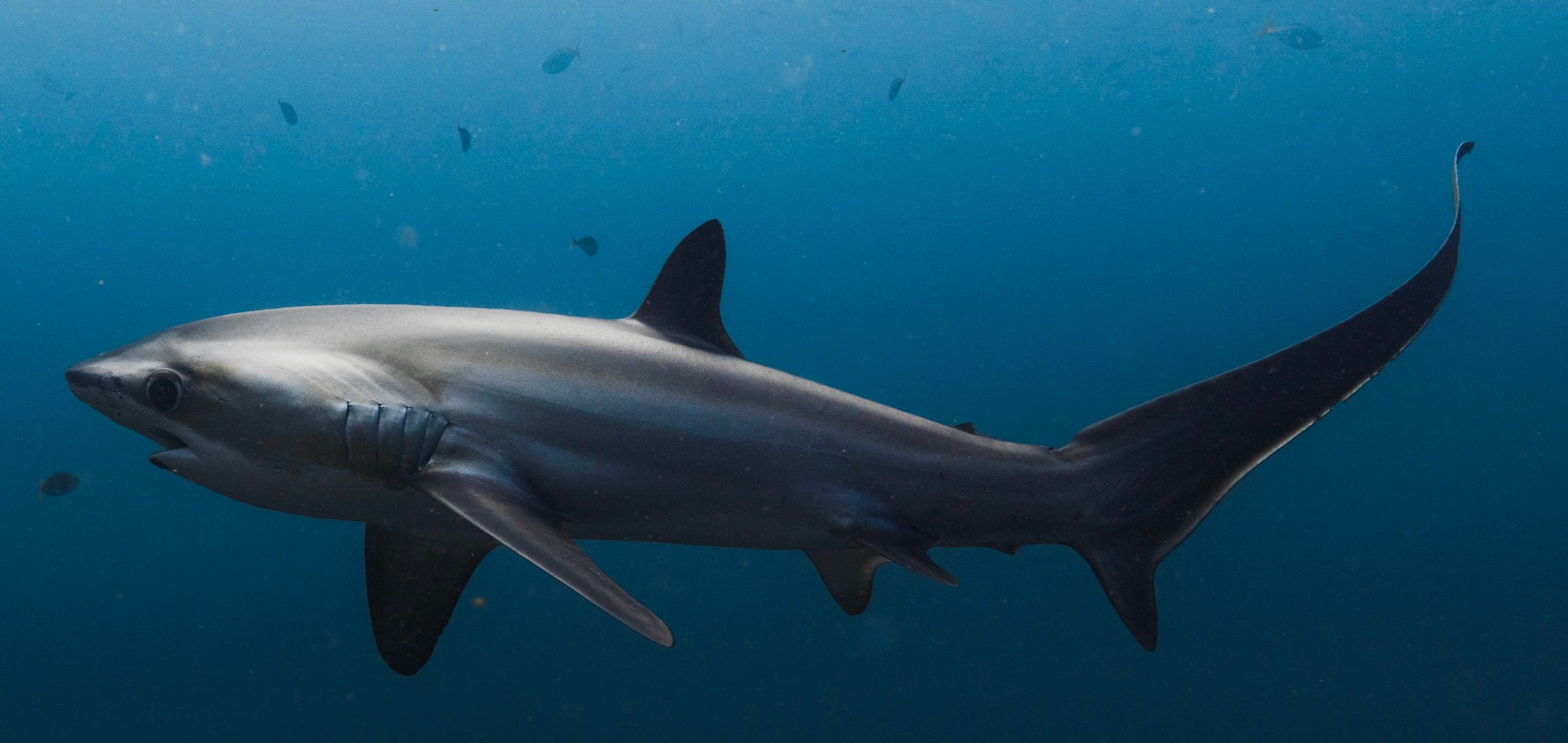 Maldives Diving, Hotels & Marine Adventures
