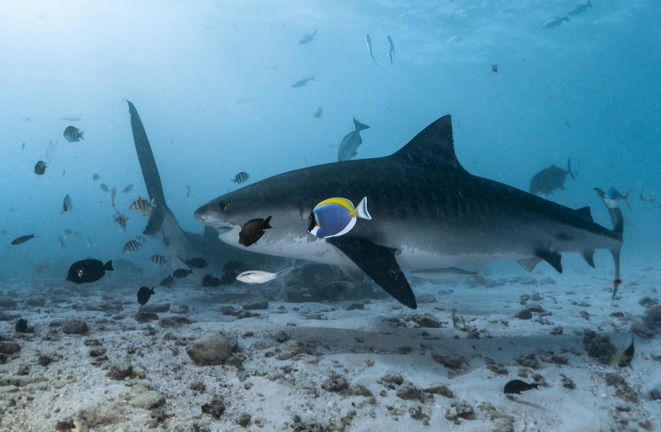 Guidelines for Ethical Diving at Tiger Shark Point, Fuvahmulah