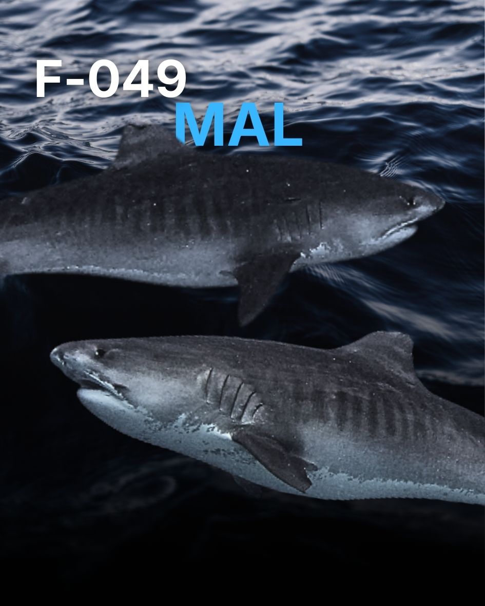 An Encounter, Explained: Meeting MAL (F-049)