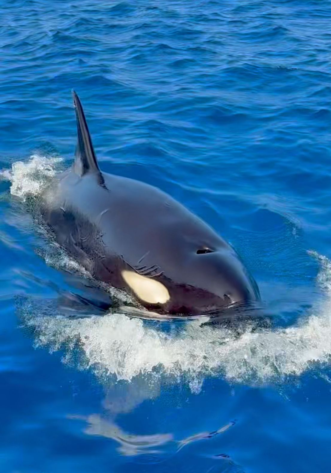 A Rare Orca Encounter in Fuvahmulah – A Historic Moment in the Maldives