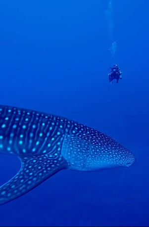 Rare Whale Shark Sighting in Fuvahmulah – December 14, 2025