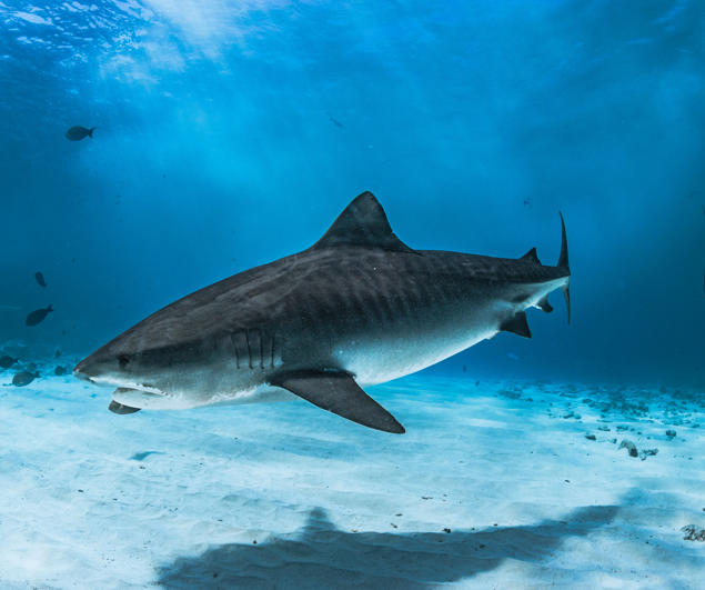 Fuvahmulah Tiger Shark Diving Packages: Choose the Right Trip for You