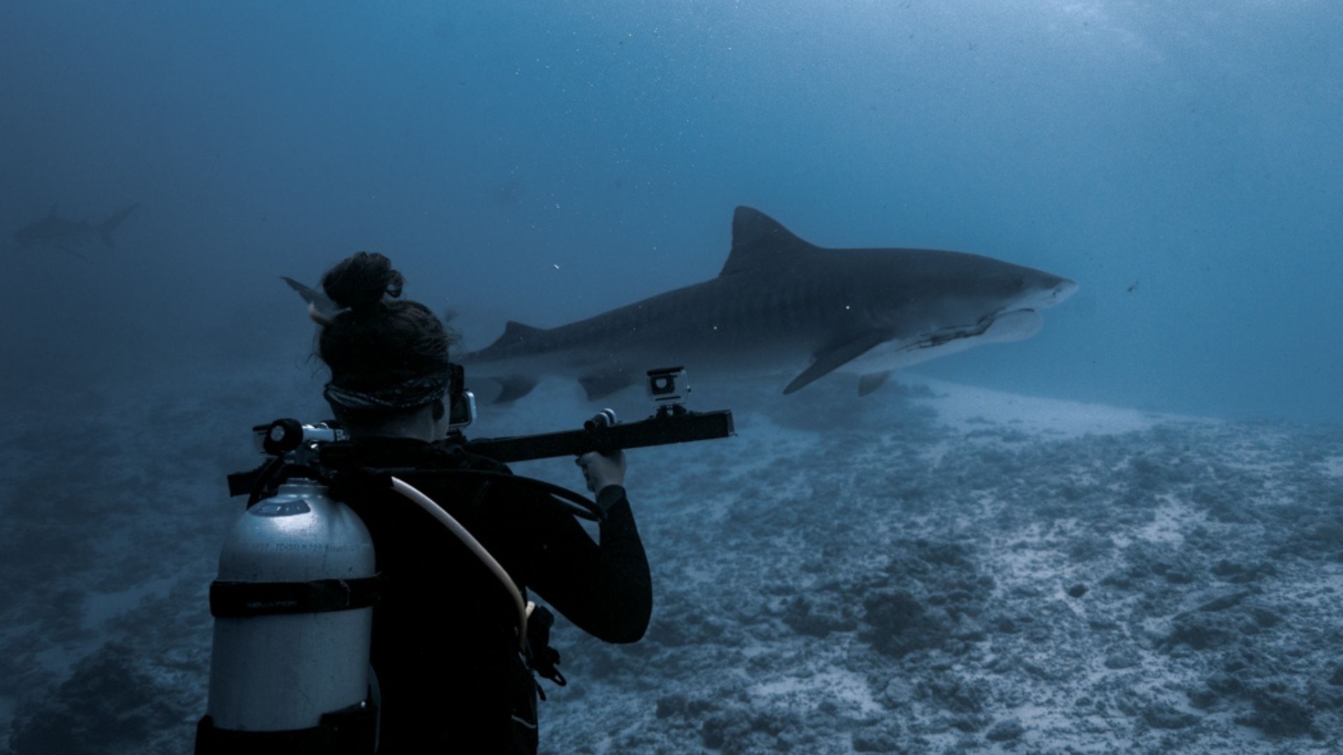 Tiger Shark Photo Identification in Fuvahmulah, Maldives