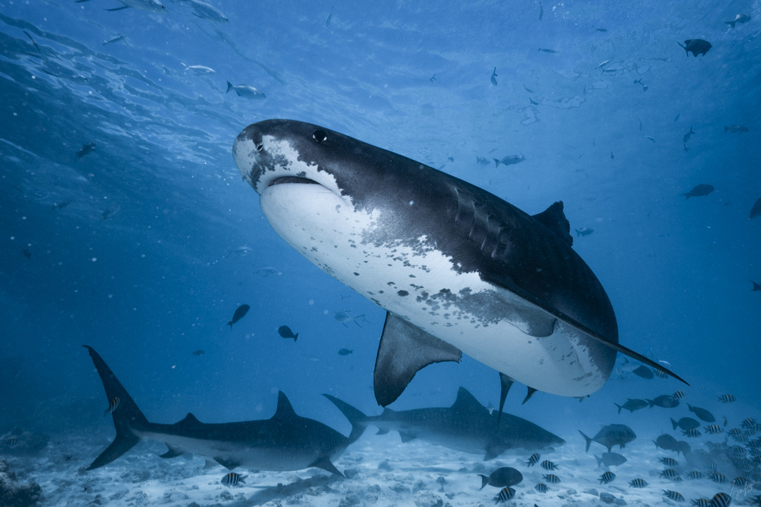 Behavior of Tiger Sharks (Galeocerdo cuvier)