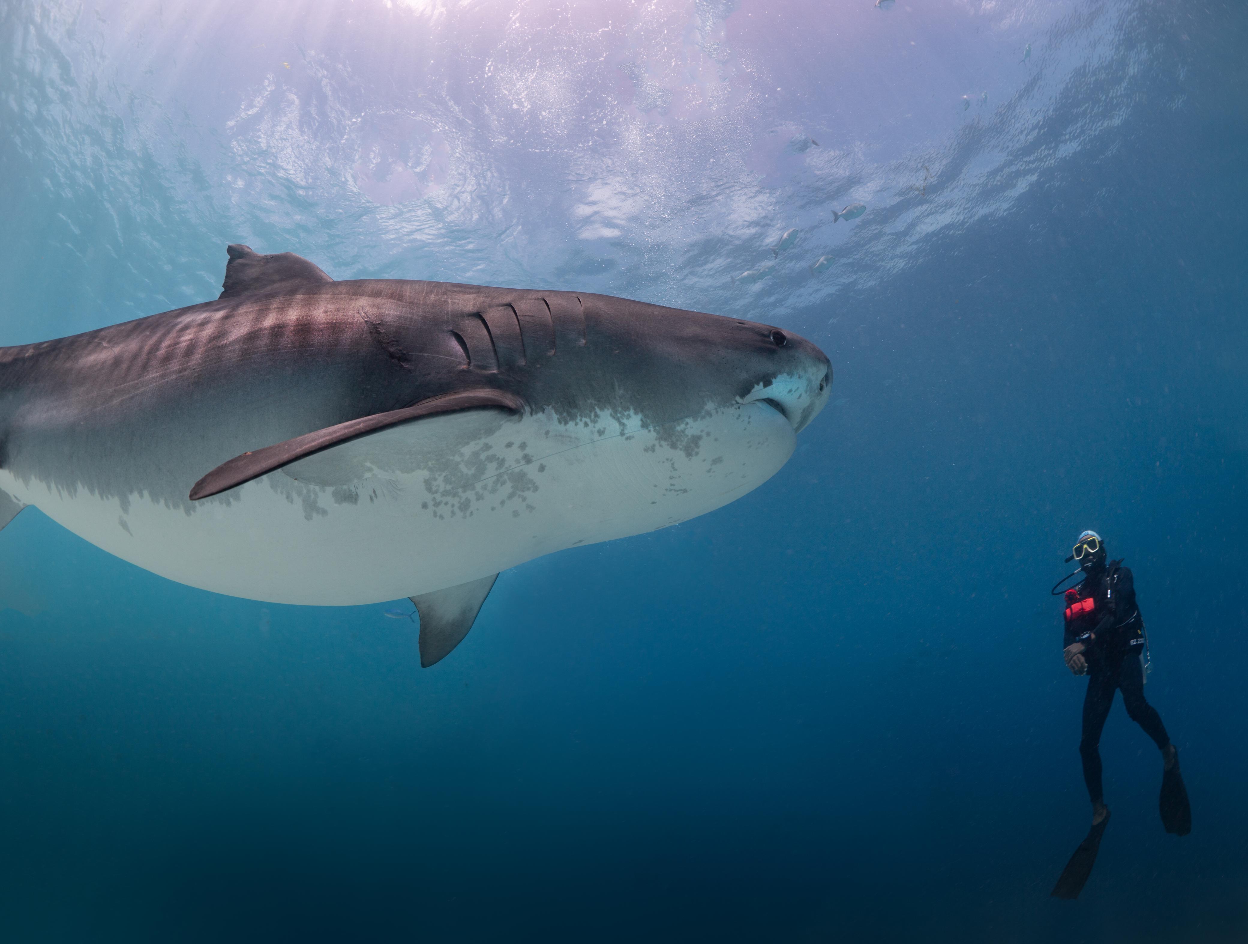 Dos and Dont’s for Diving with Tiger Sharks in Fuvahmulah: