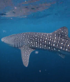 Whale Shark Diving in South Ari Atoll, Maldives: Complete Guide