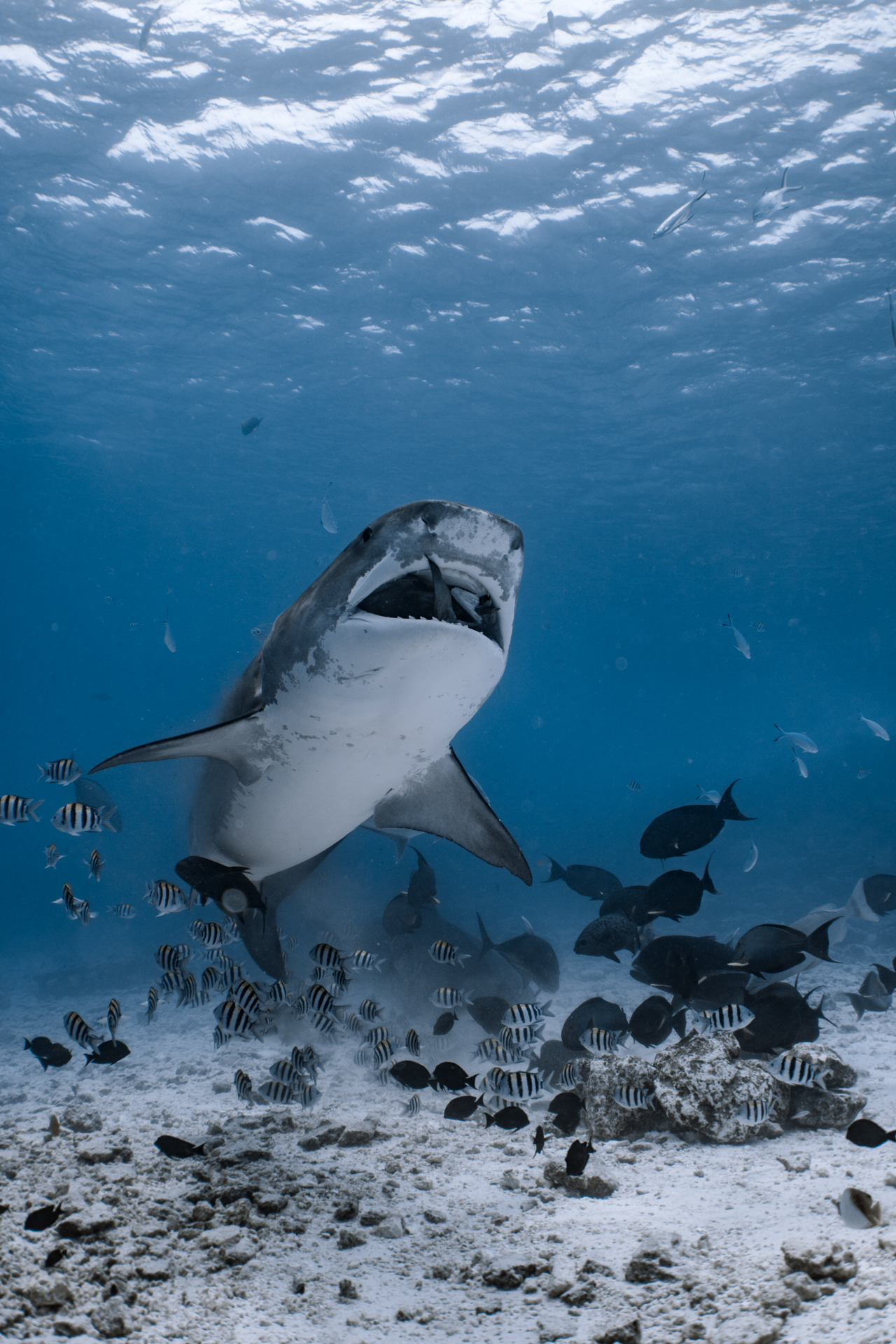 8 Facts That Made Fuvahmulah the Tiger Shark Capital of the World