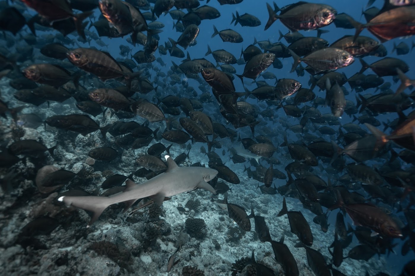 Ultimate Dive Odyssey - Image 5