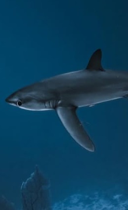 Ocean Explorer Adventure - Image 5