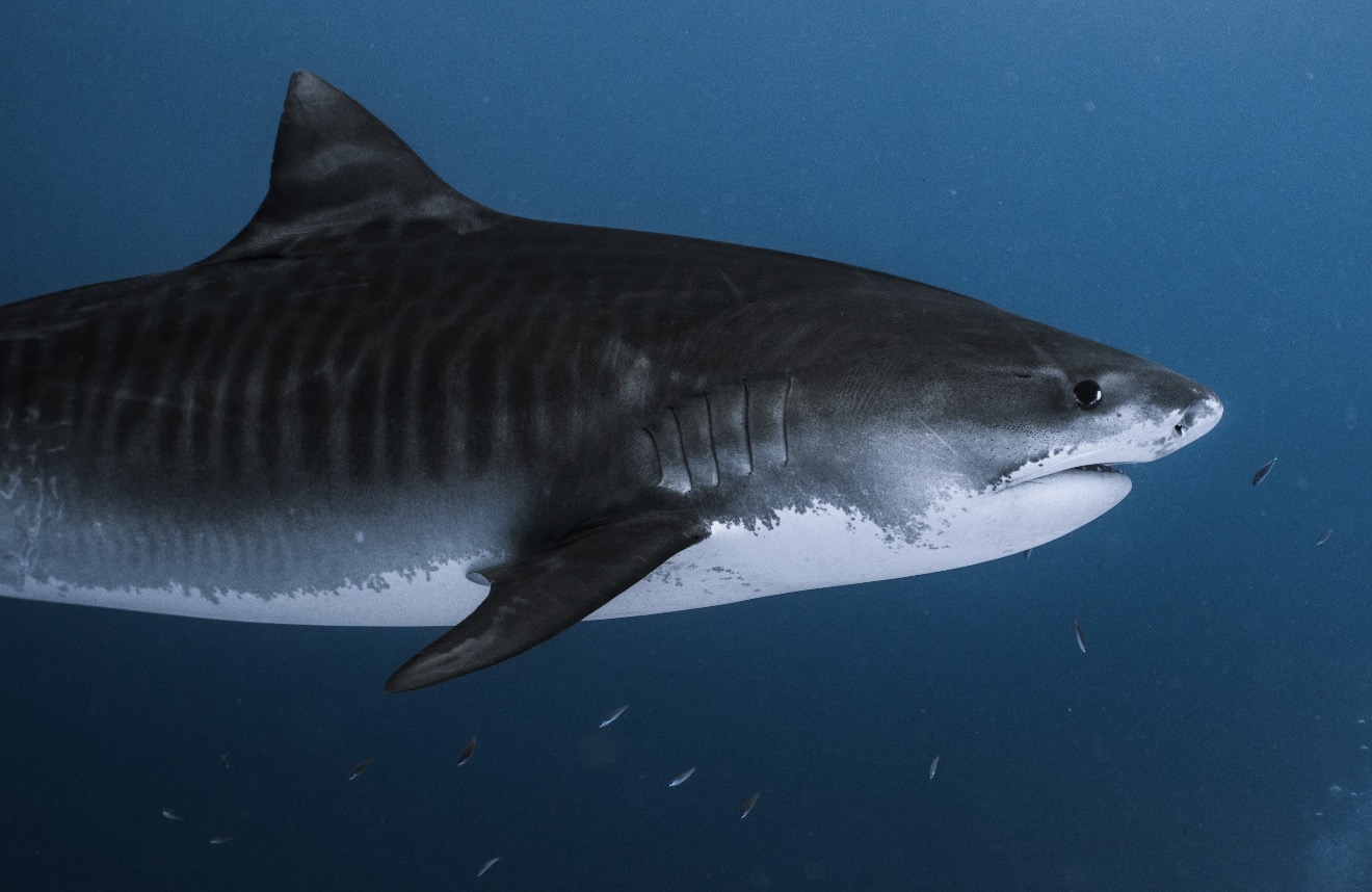 Ocean Explorer Journey