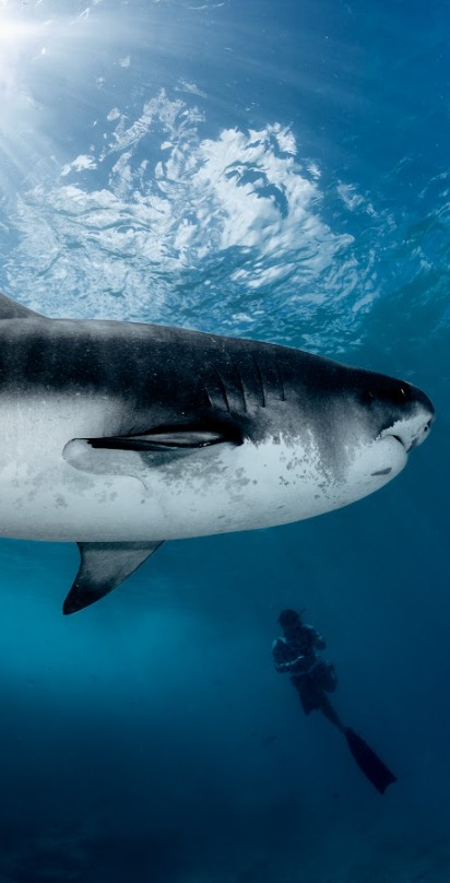 Free Dive Adventurer - Image 3