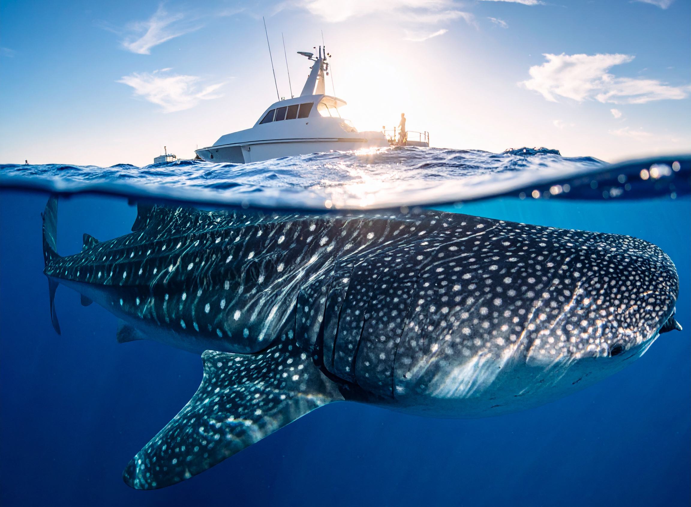 The Whale Shark Odyssey