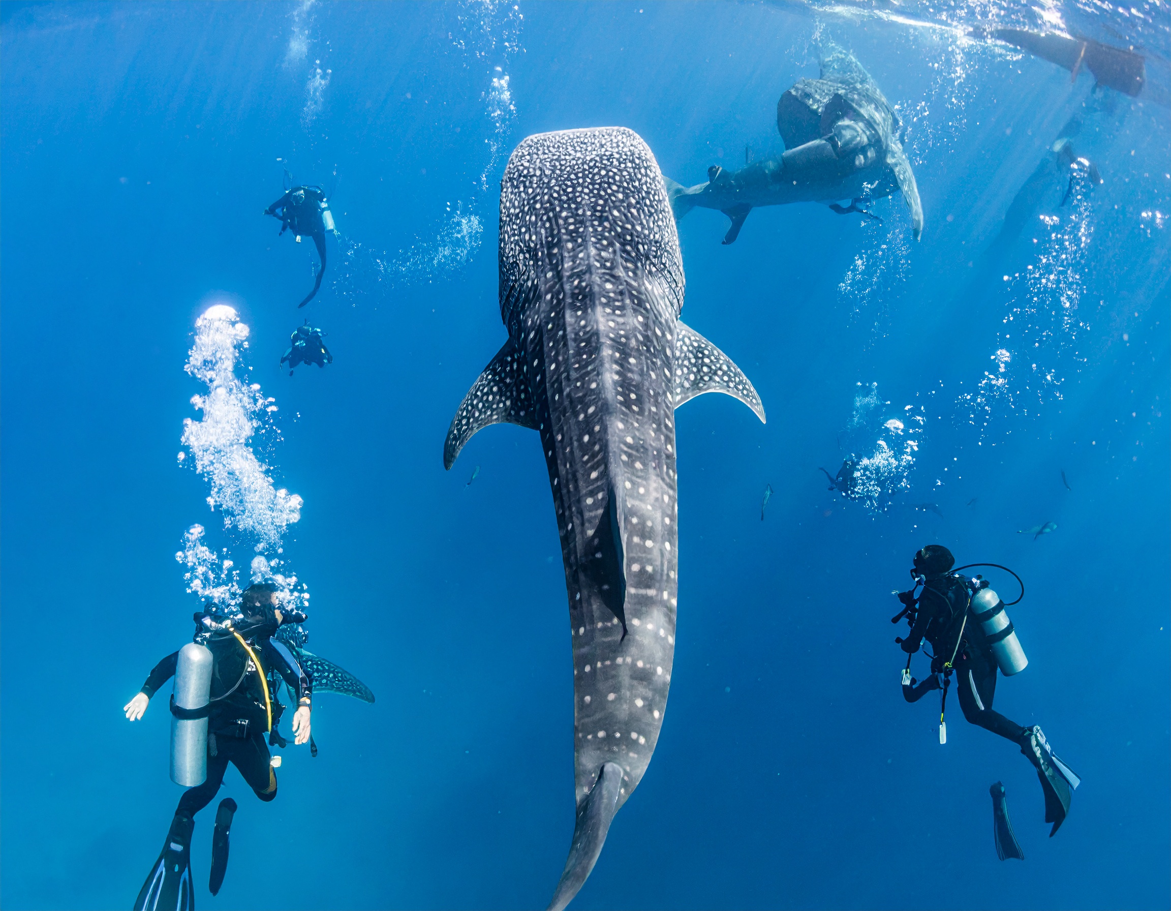 Gentle Giants Expedition