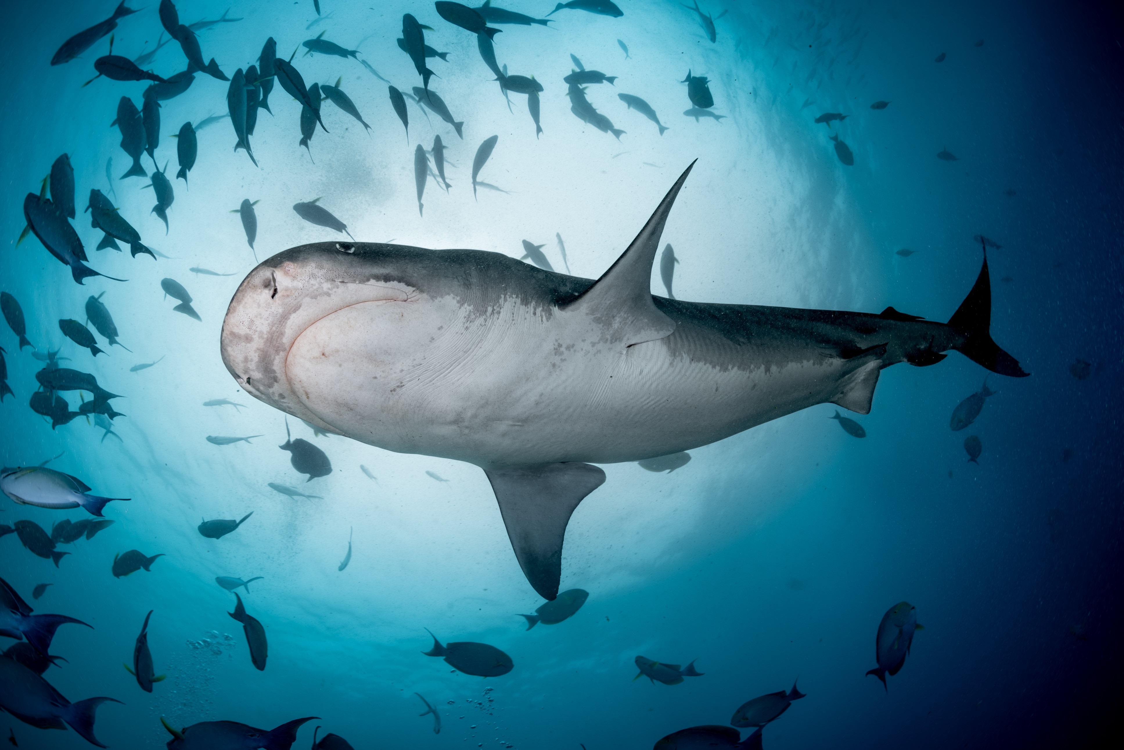 Immersive Dive Expedition - Image 4