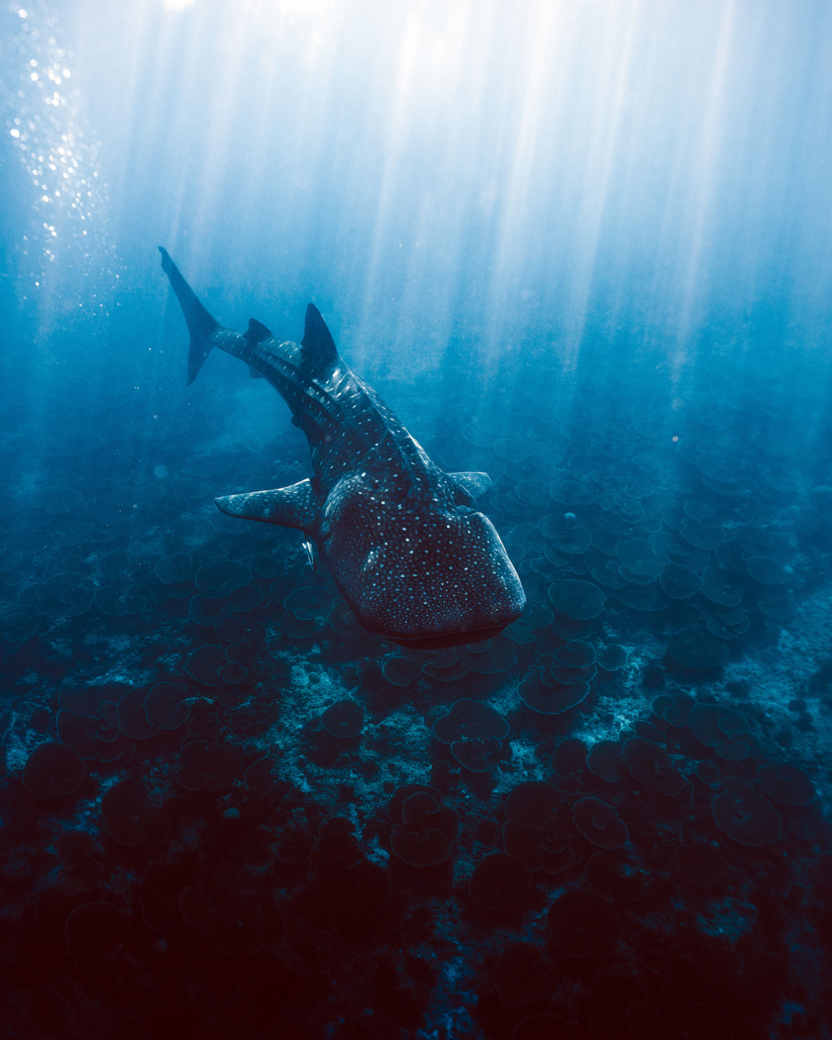 Whale Shark Quest Package