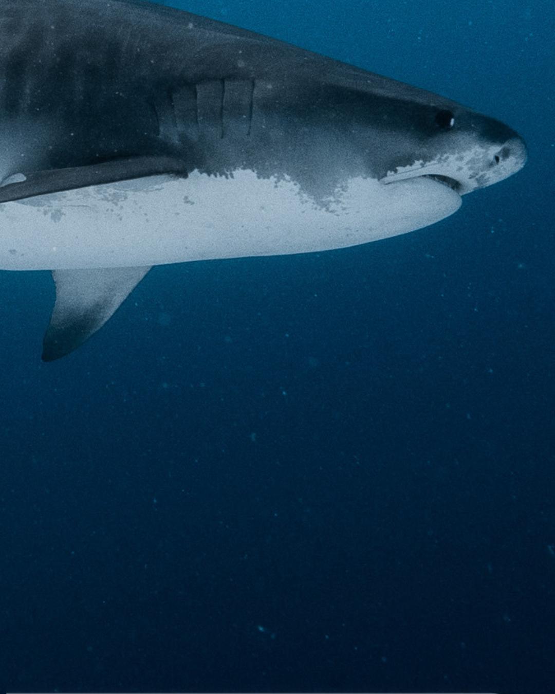 Tiger Shark First Light