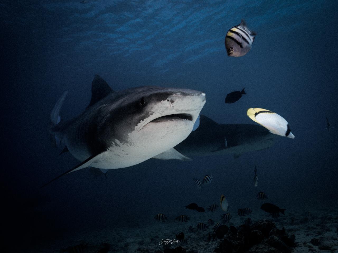 Ultimate Dive Odyssey - Image 5