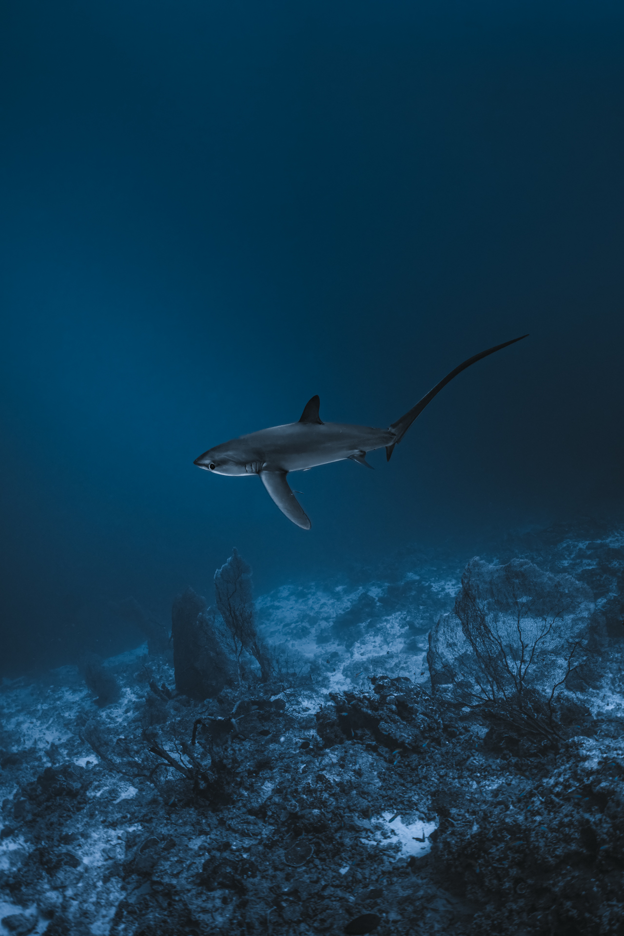 Ocean Explorer Journey - Image 5