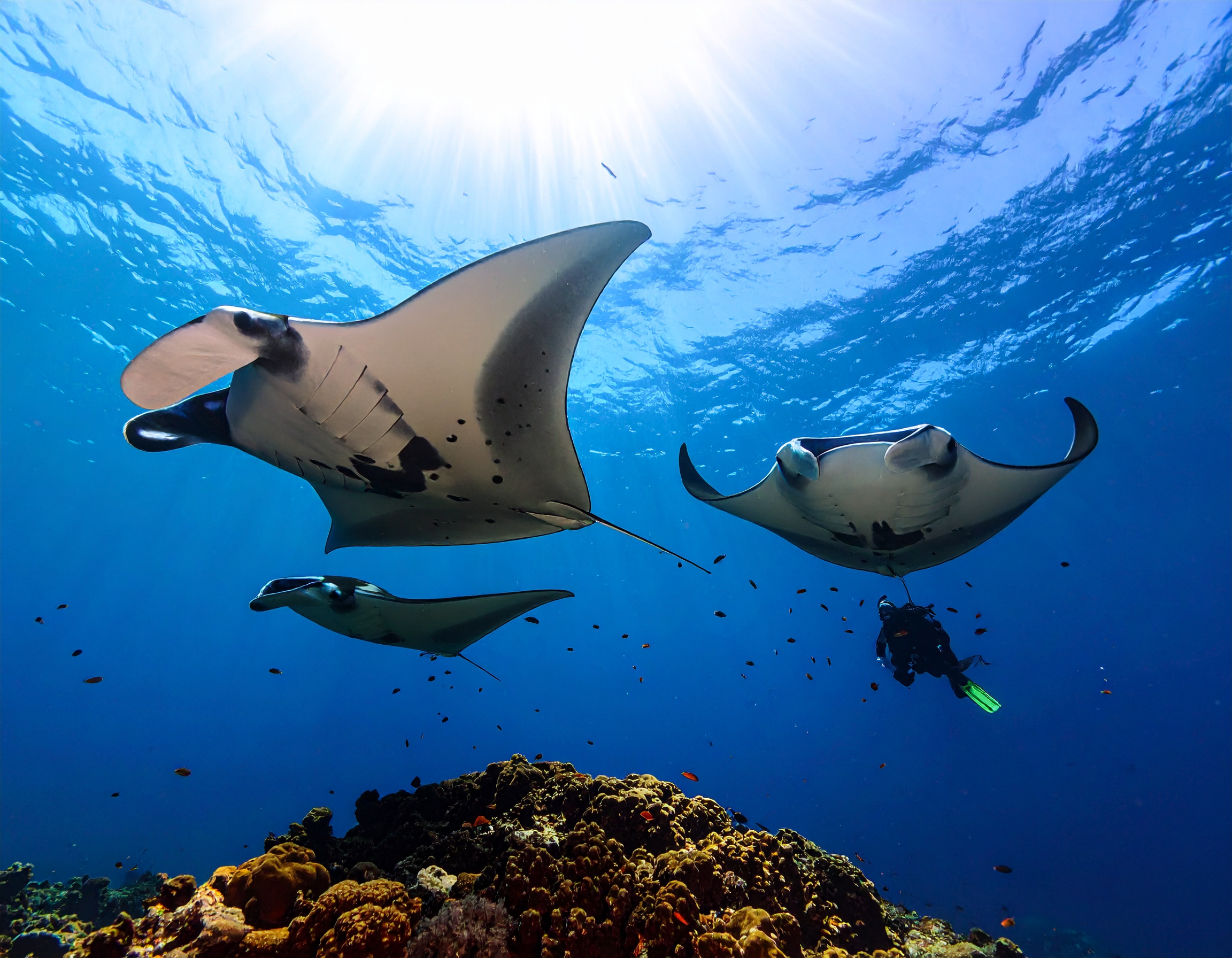 Below and Beyond Dive Package