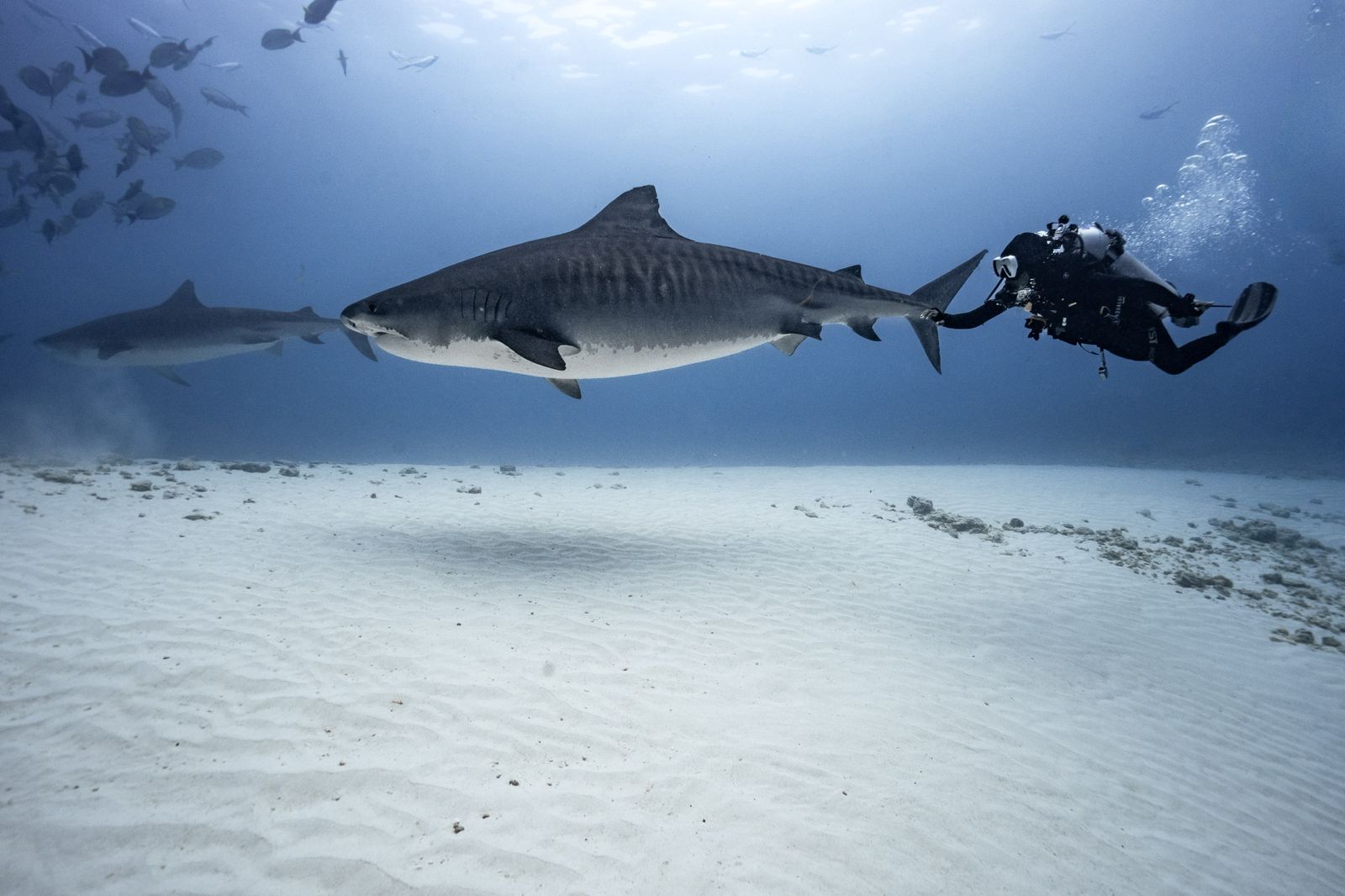 Immersive Dive Expedition - Image 5