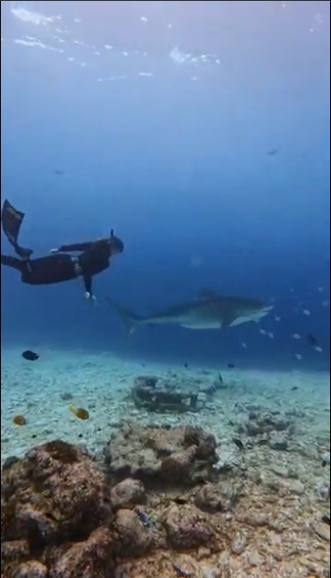 Extended Freedive Experience