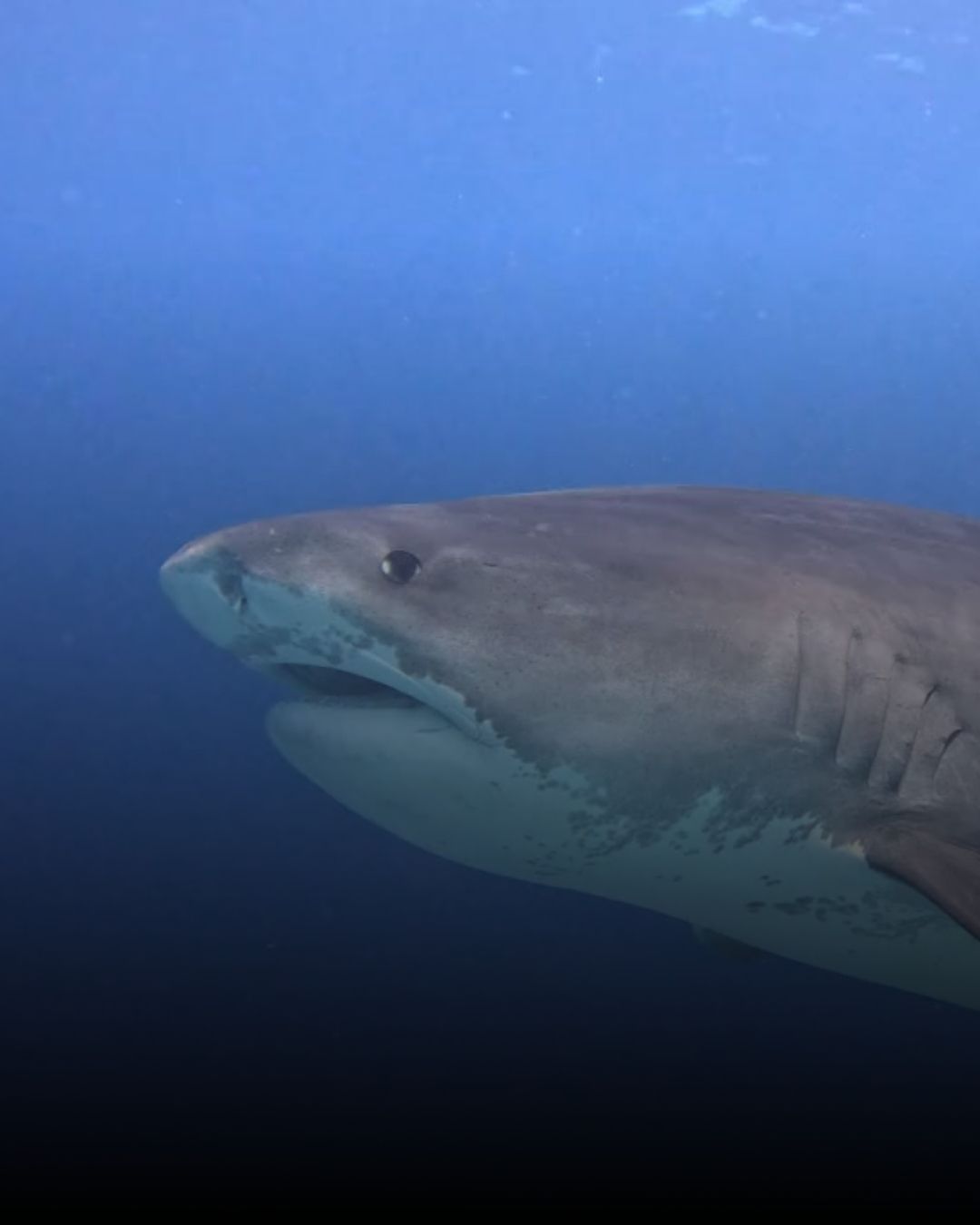 Fuvahmulah Tiger Shark Group Adventure - Image 5