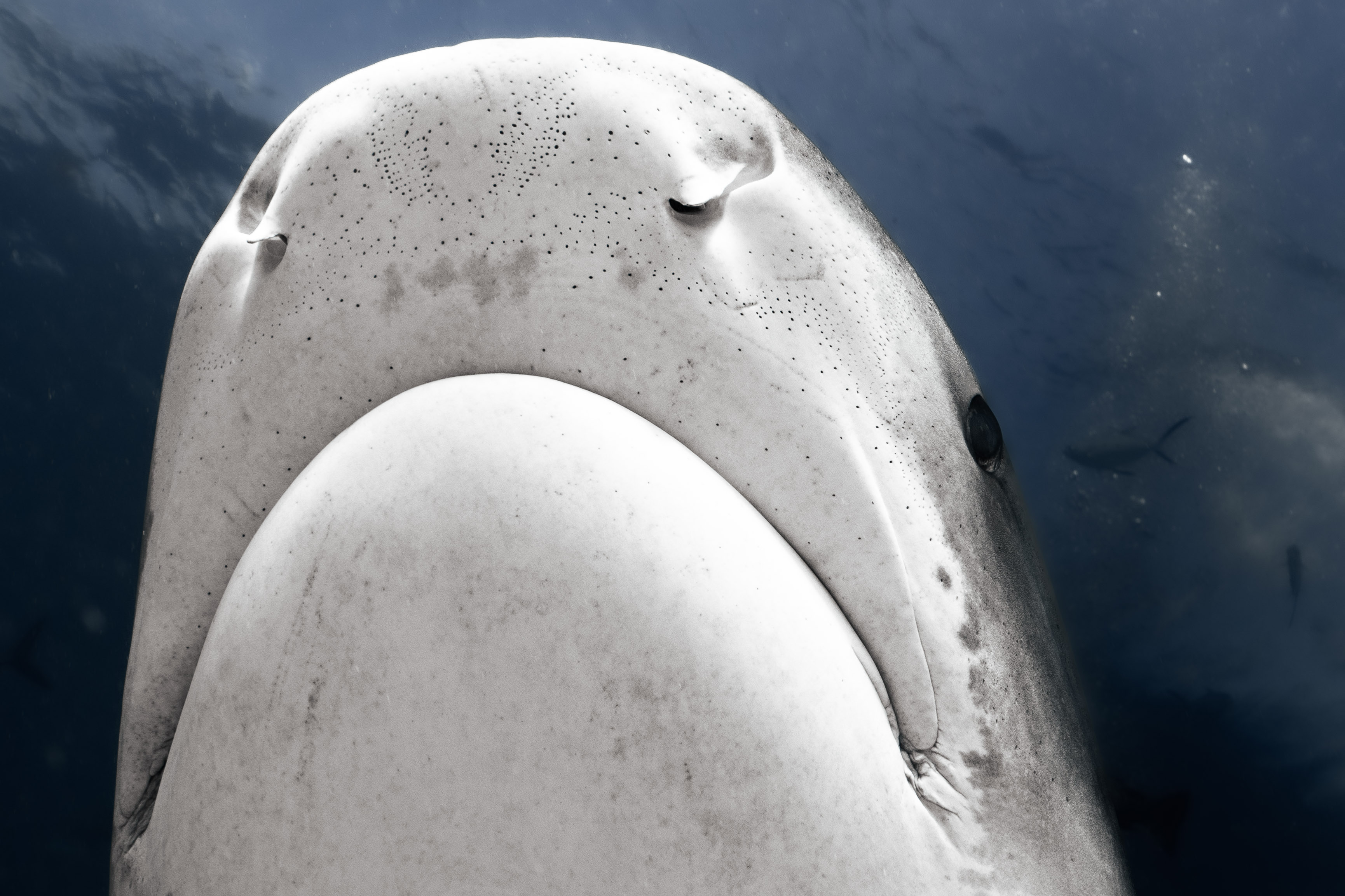 Ocean Explorer Journey - Image 4