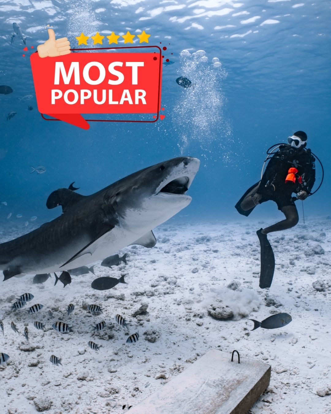 Fuvahmulah Tiger Shark Group Adventure