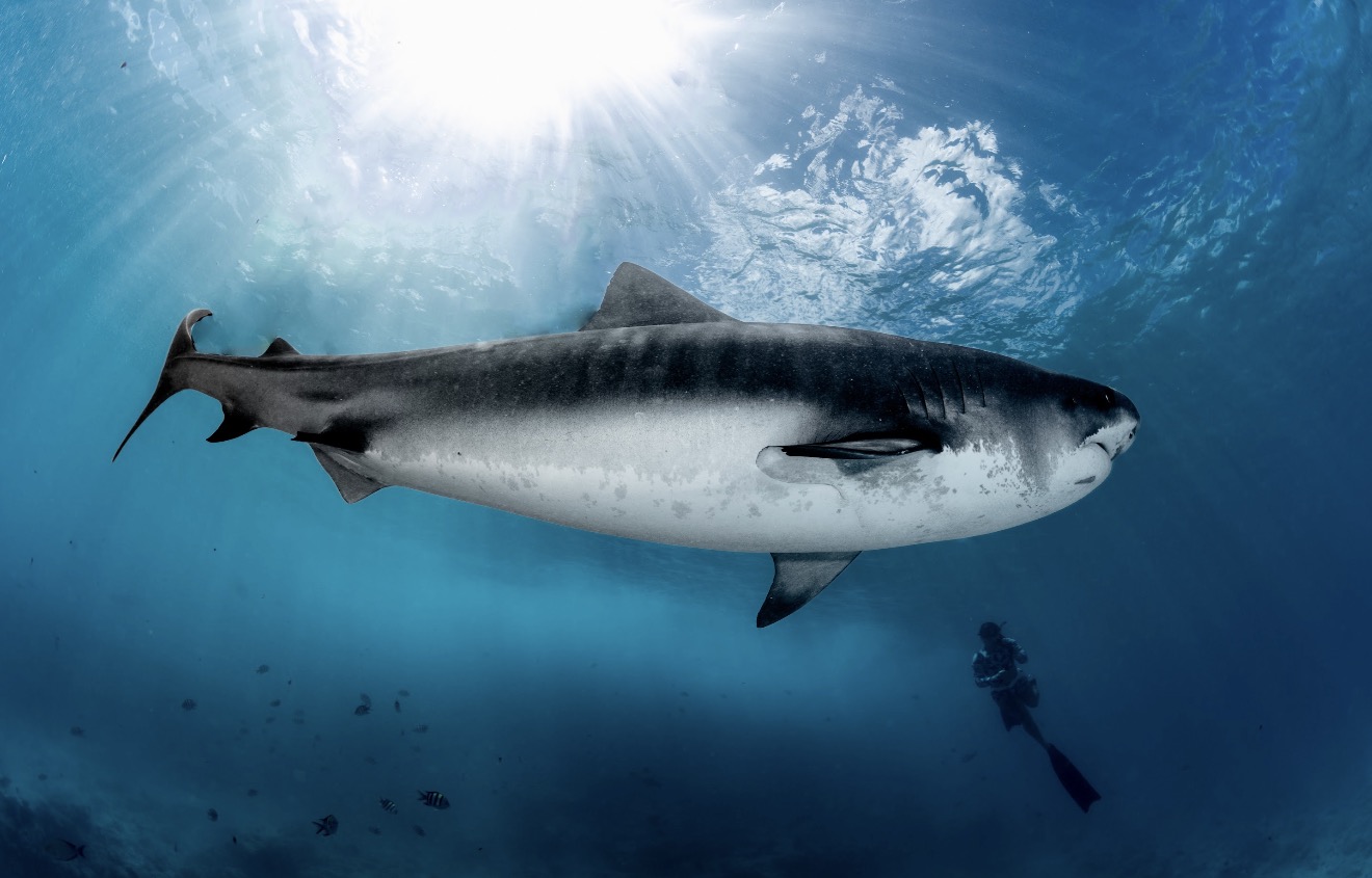 Exploring Package - Image 2