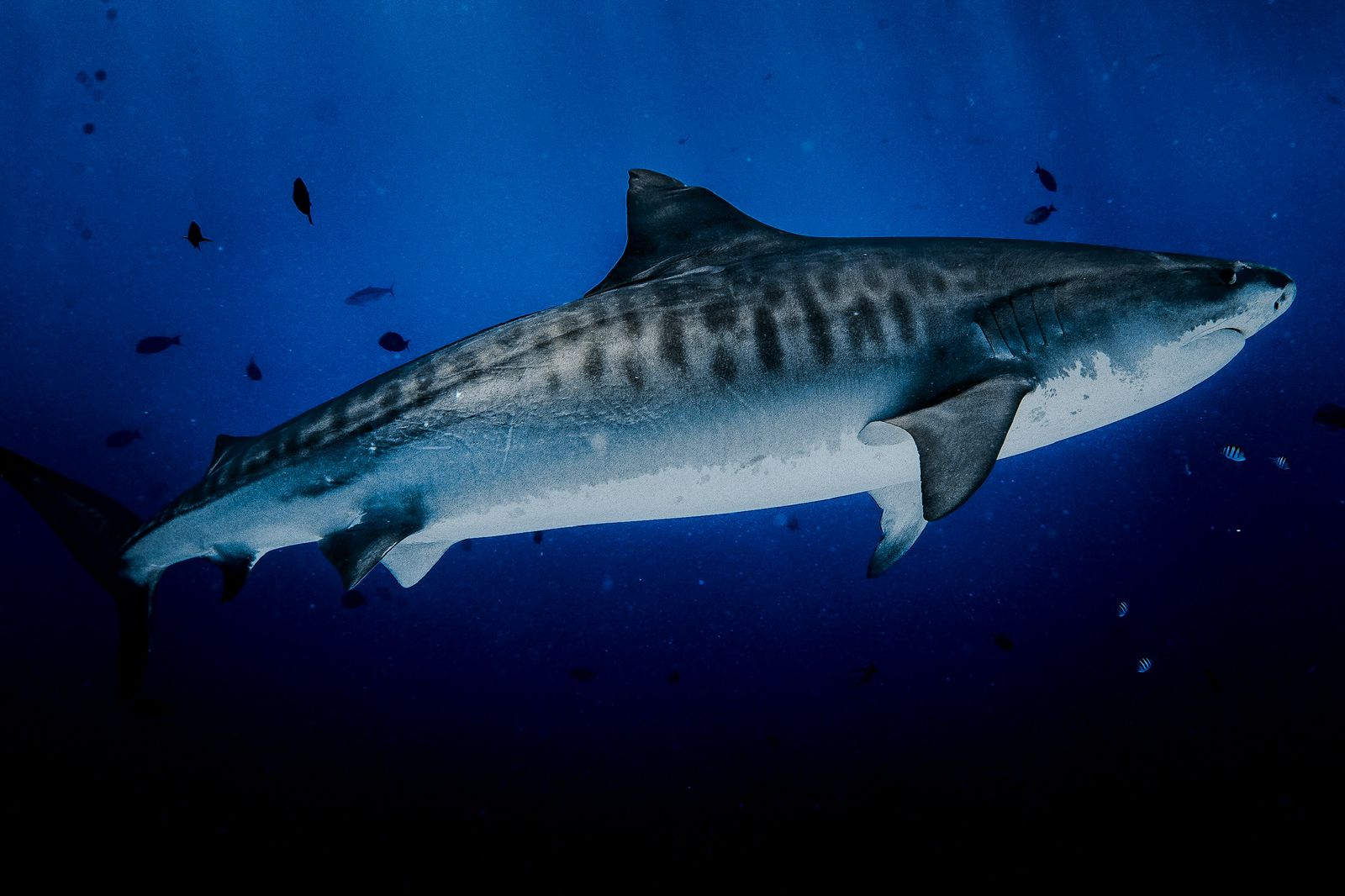 Beyond the Depths - Image 2