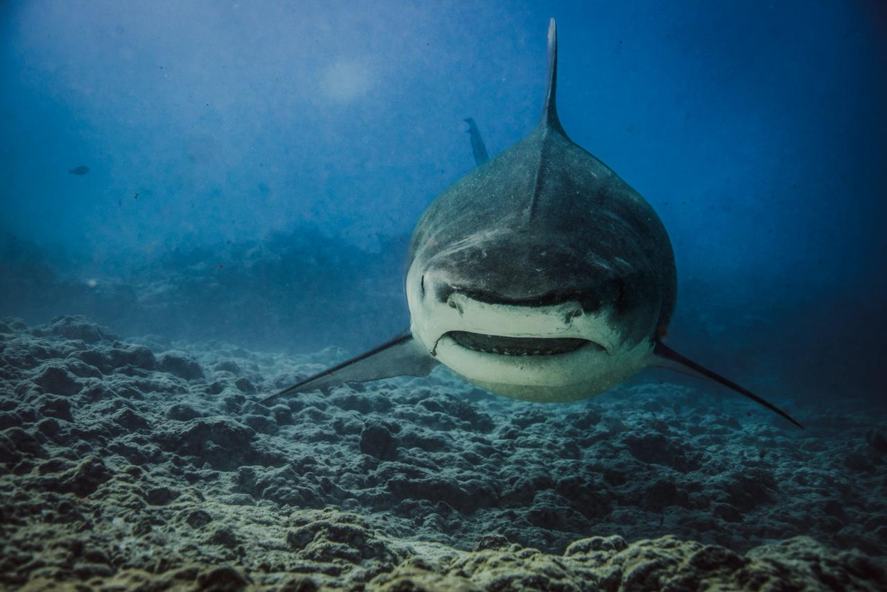 Tiger Shark First Light - 3 nights, 4 dives