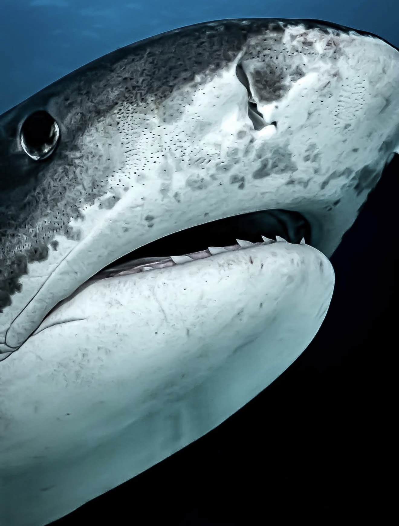 Ocean Explorer Adventure