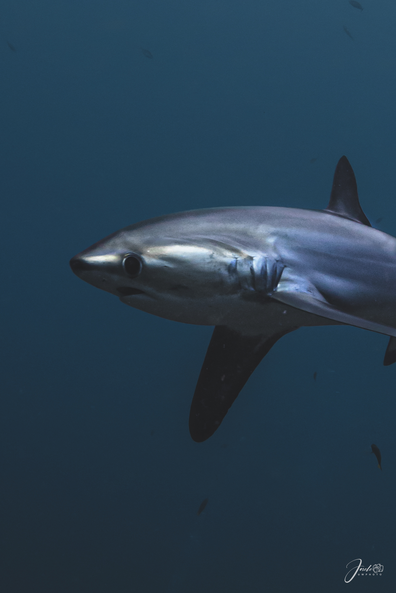 Immersive Dive Expedition