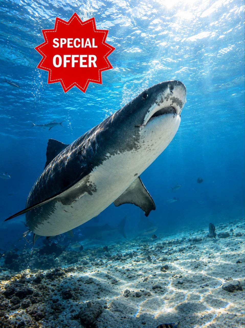 Solo Shark Escape – Fuvahmulah - 3 nights, 6 dives