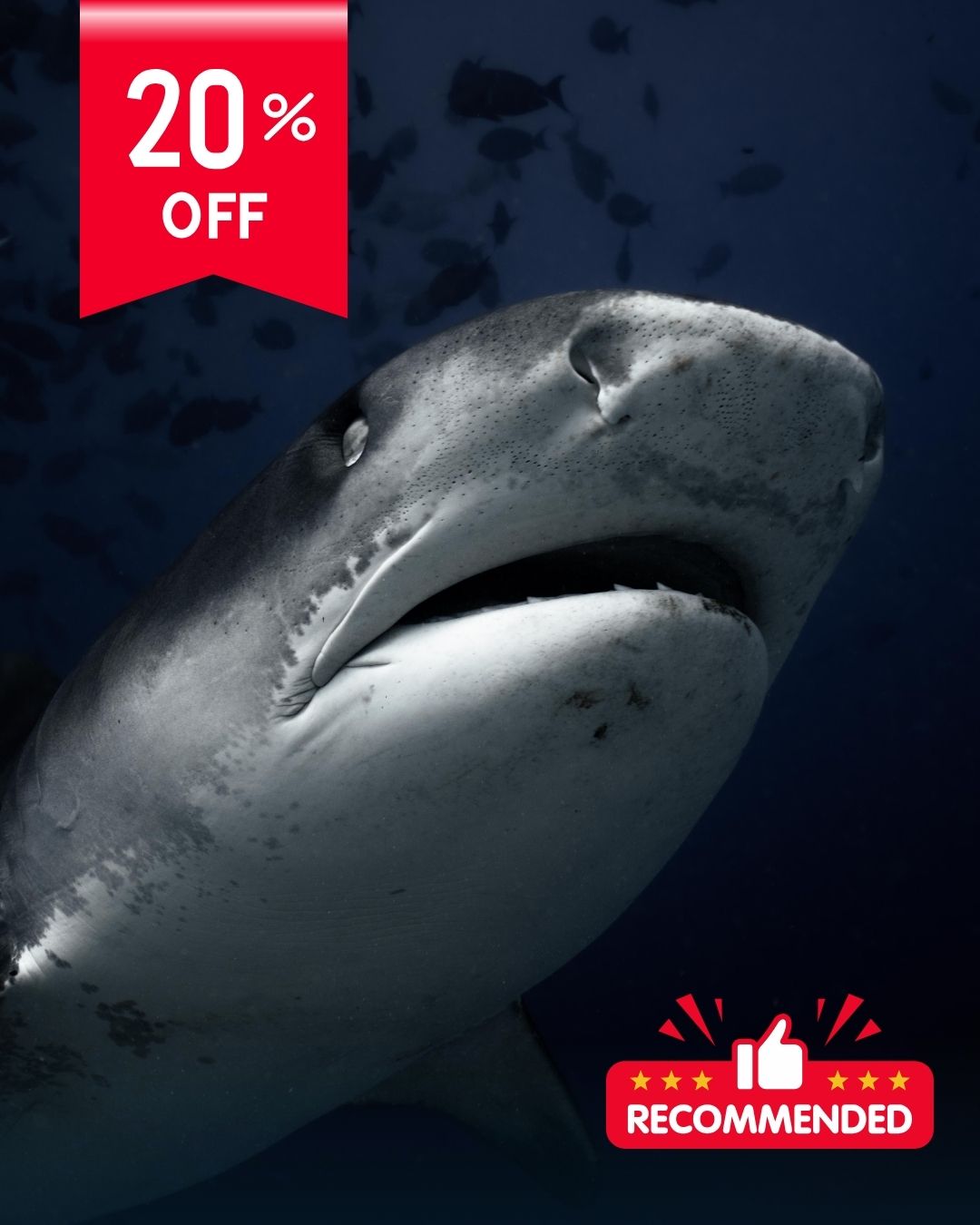 Tiger Shark Dive Package