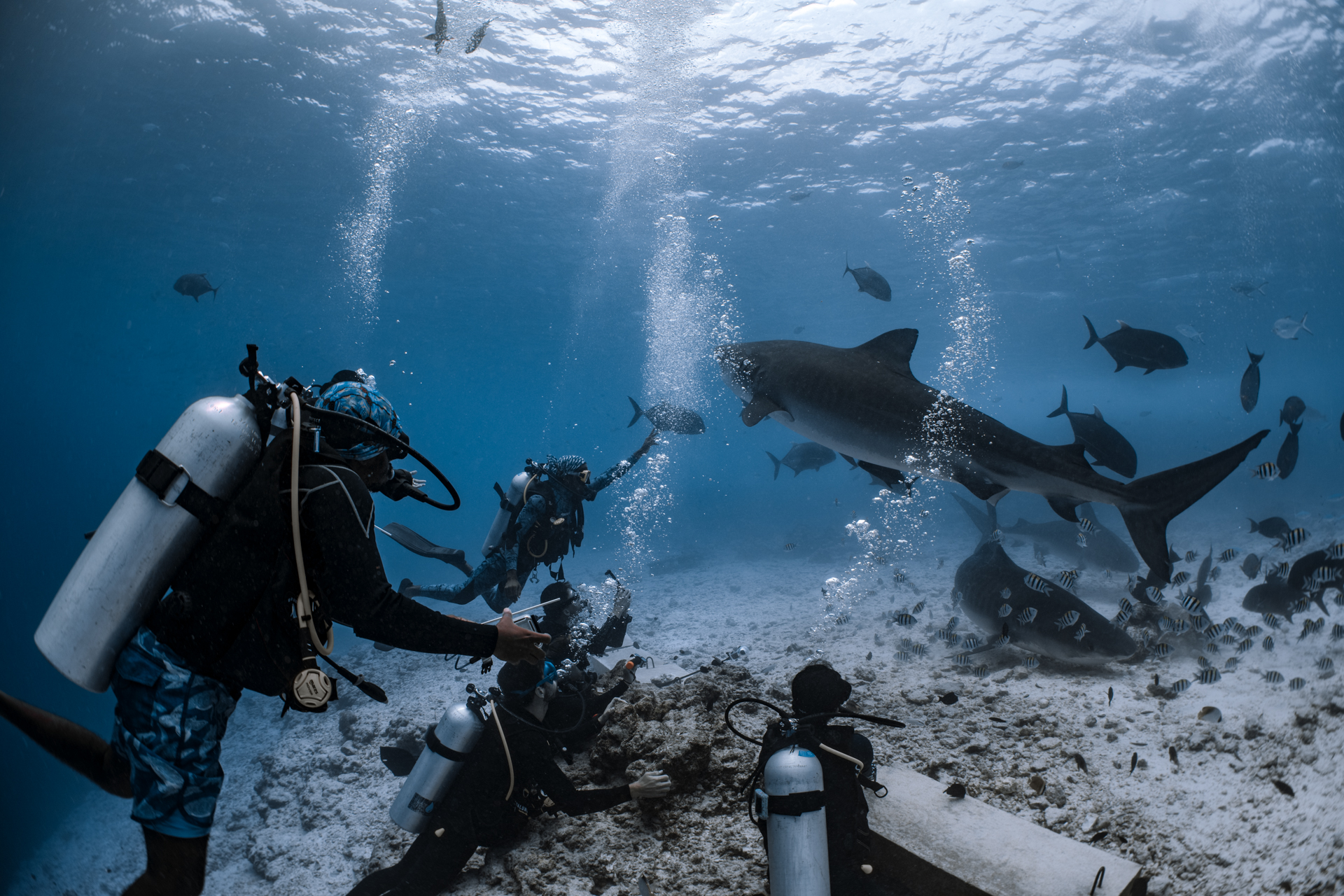 Dhanghethi + Fuvahmulah Dive Combo 2