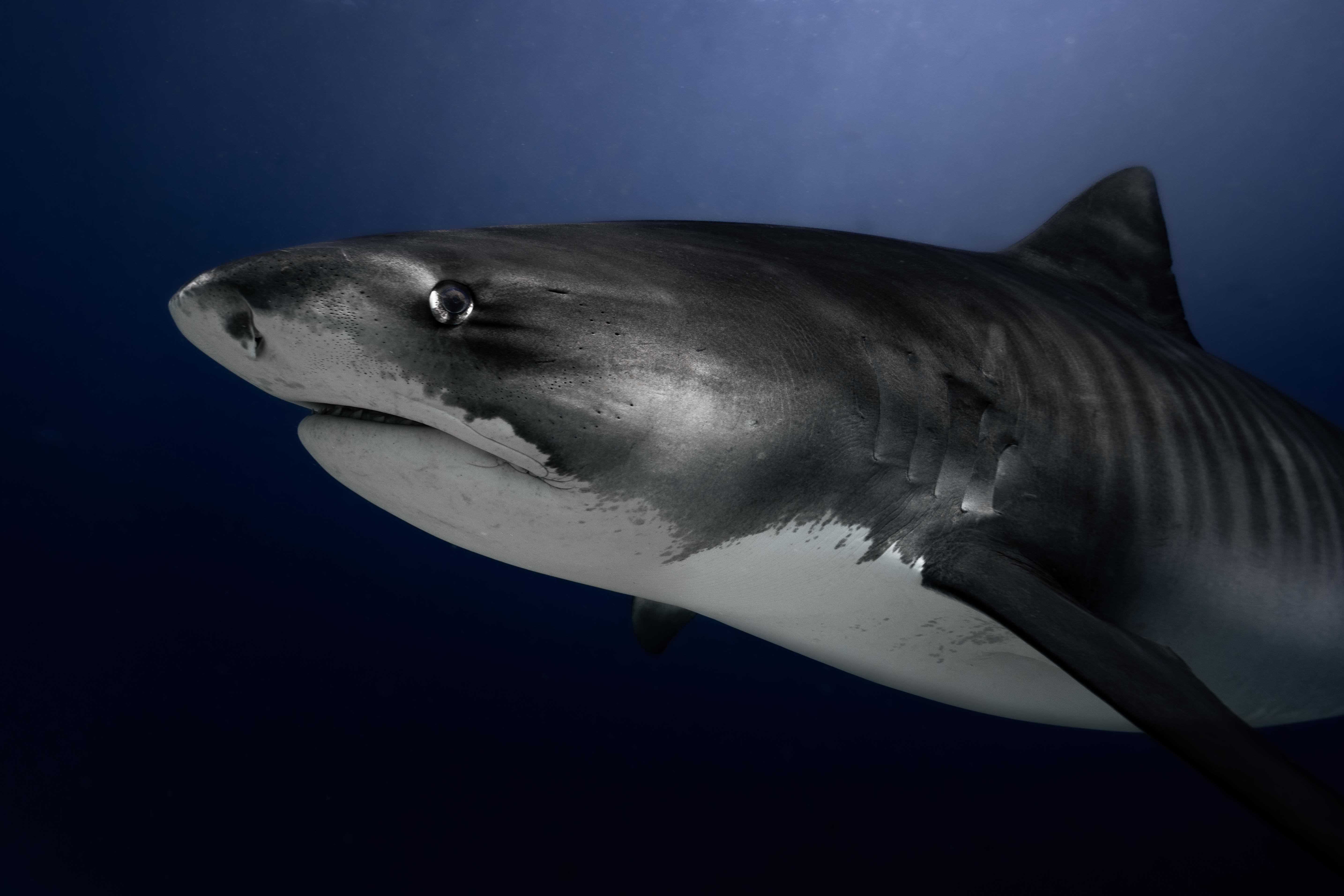 Thrilling Shark Dive - Image 1