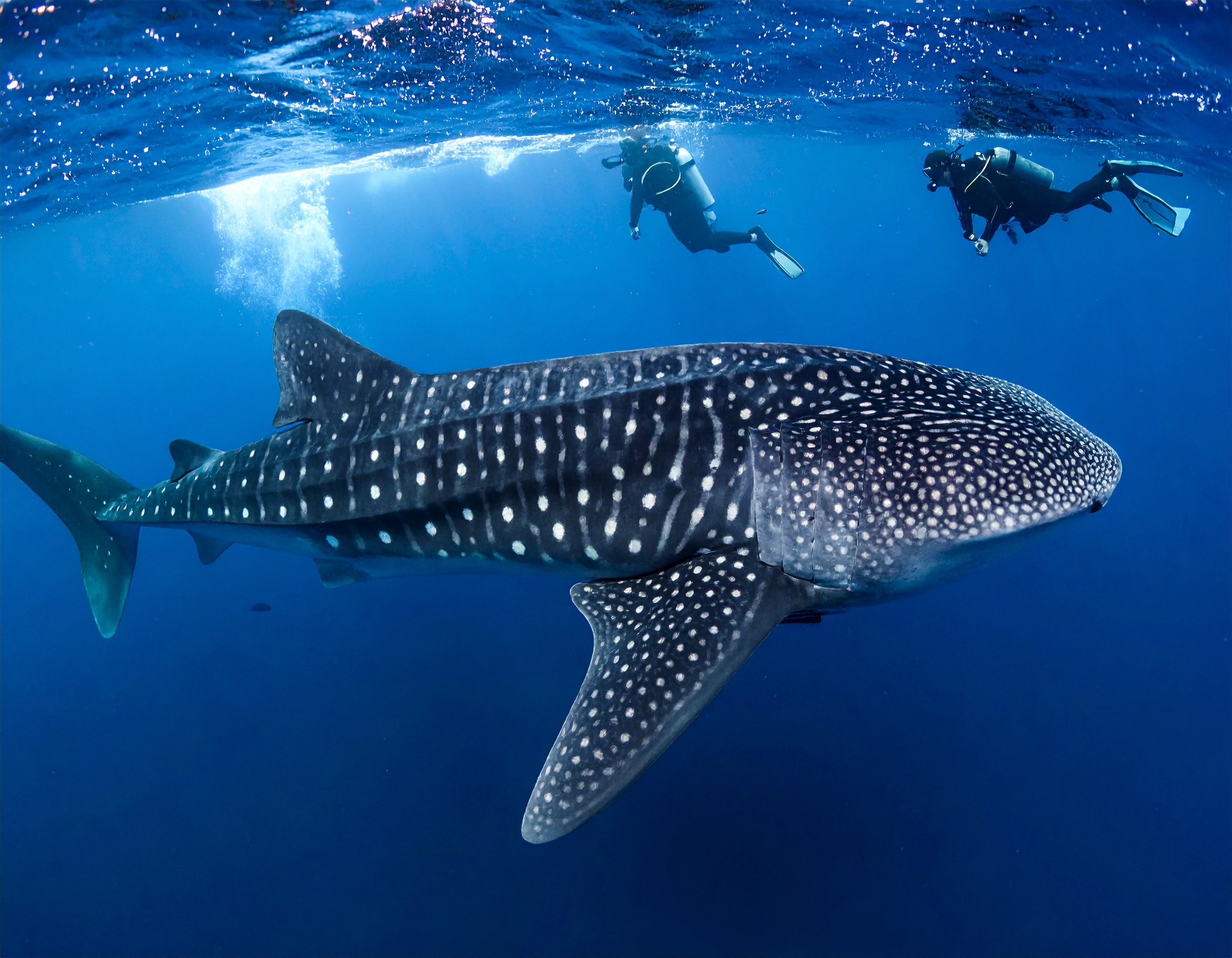 Whale Shark Discovery Dive