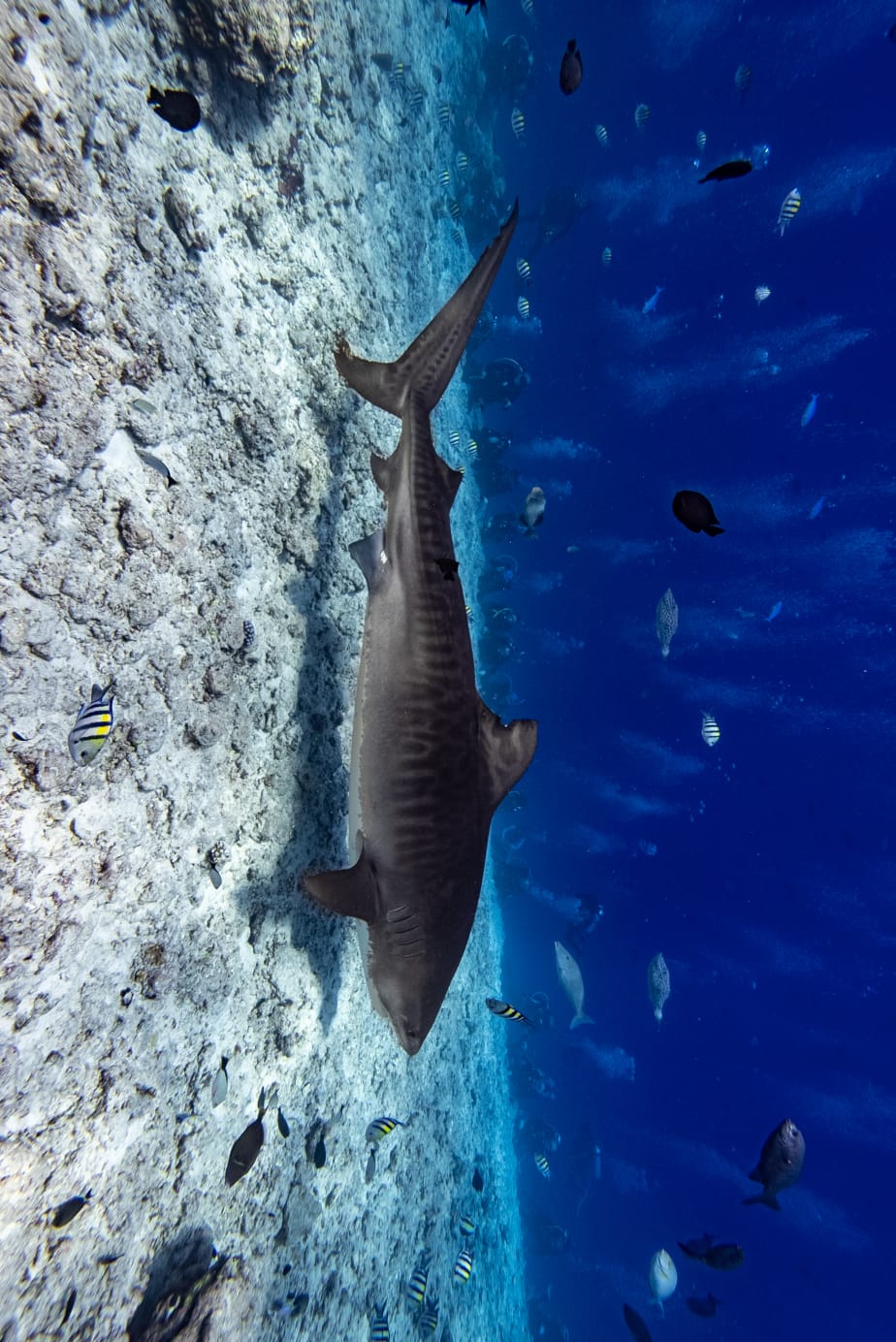 Extended Freedive Experience - Image 4