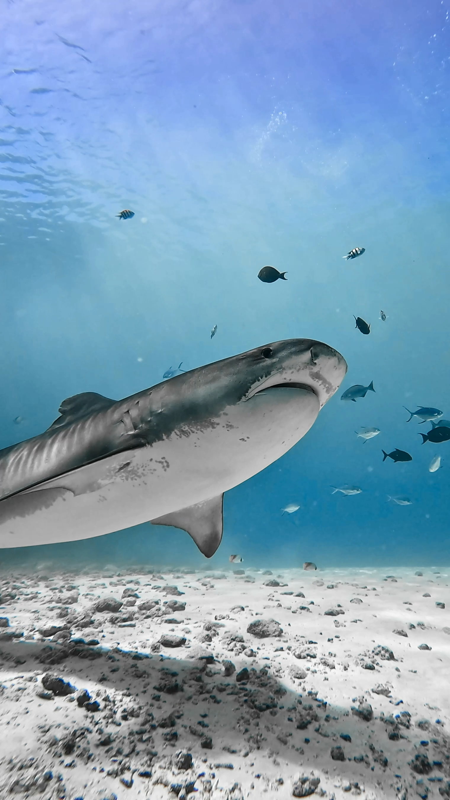 Ultimate Dive Odyssey - Image 4