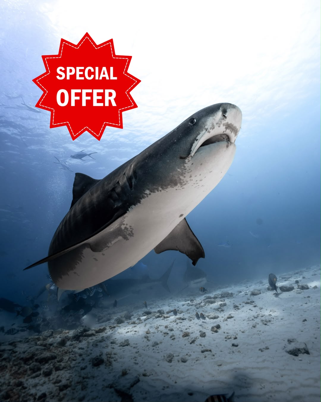 Solo Shark Escape – Fuvahmulah - 3 nights, 6 dives