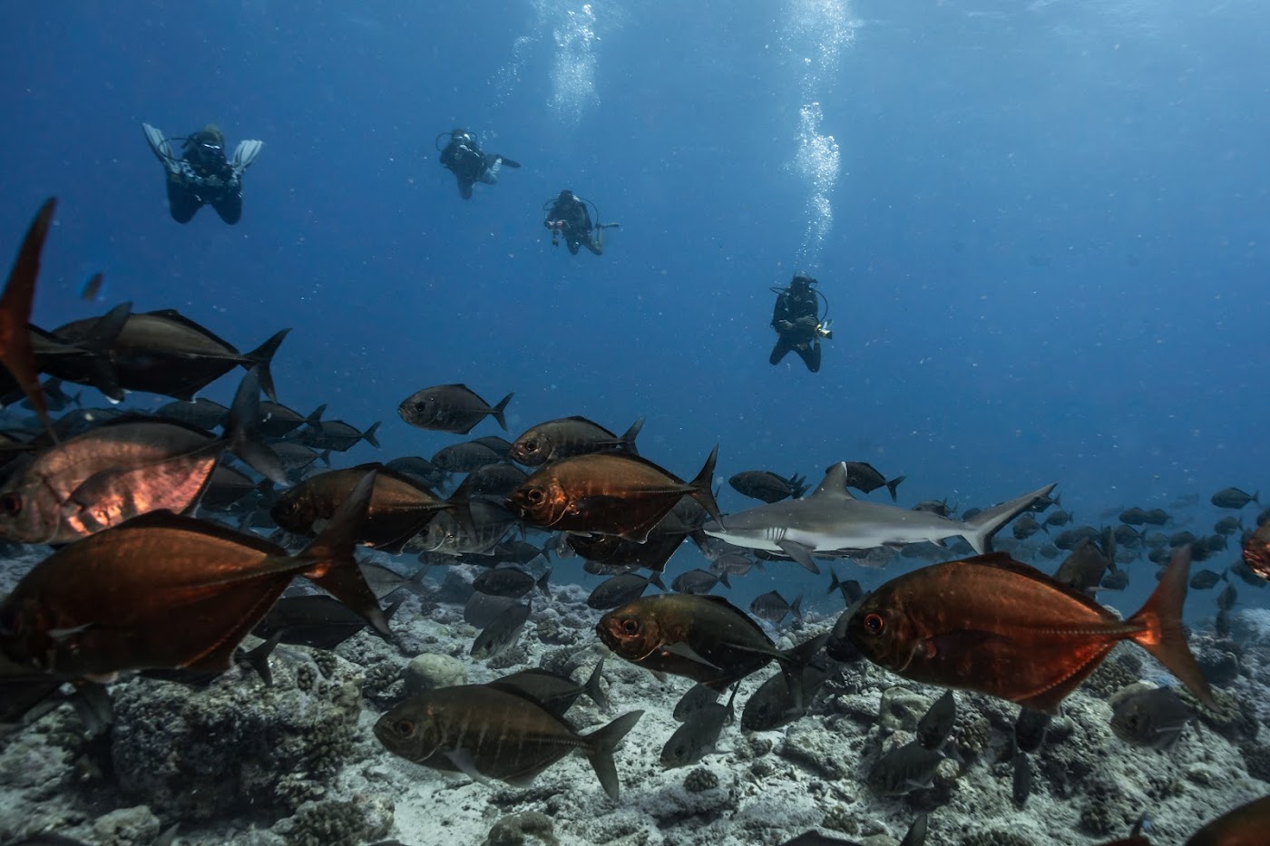 Ocean Explorer Adventure - Image 5