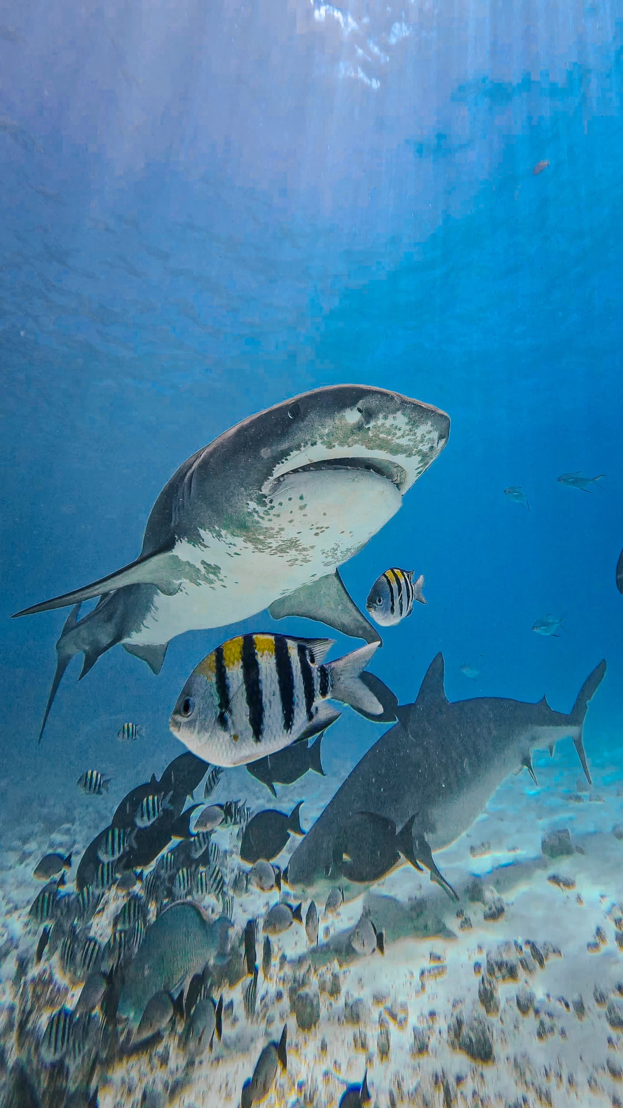 Discovery Package - 5 nights, 9 dives