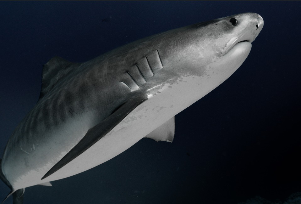 Tiger Shark First Light - Image 3